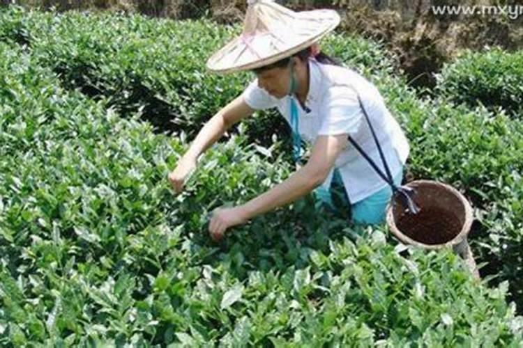 属牛和属鸡的合不合