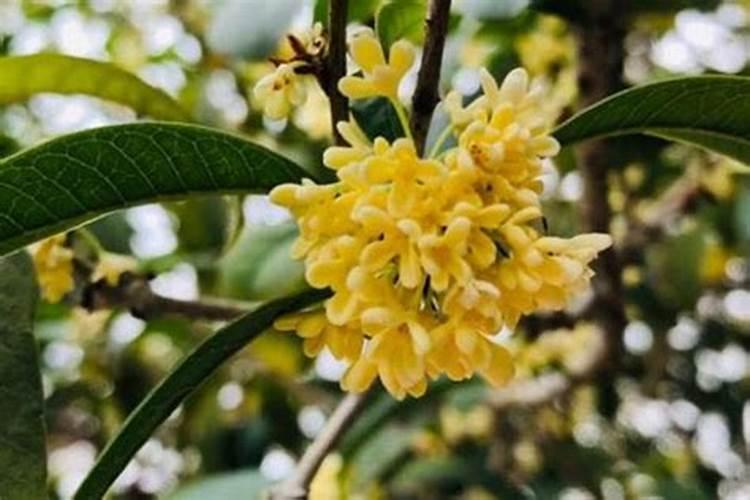 中秋节为什么要赏桂花