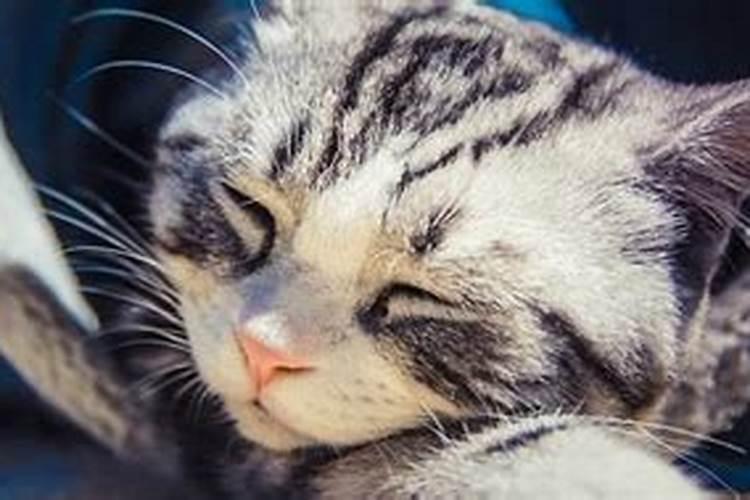 梦见死猫是什么预兆 女性