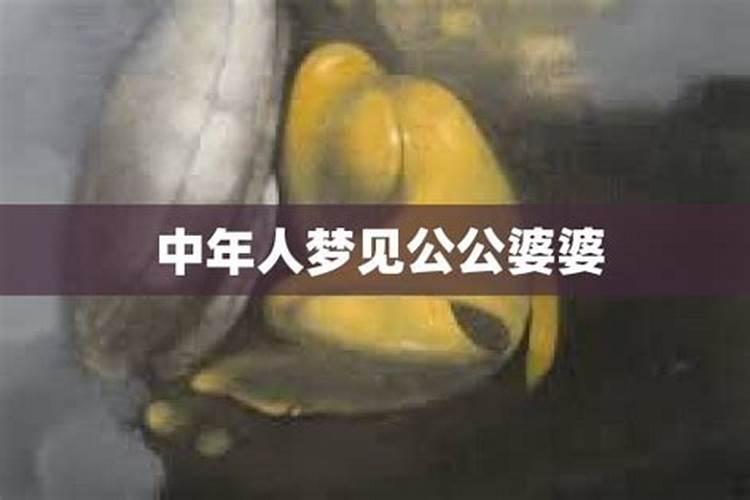 梦见狗代表什么仙到位了