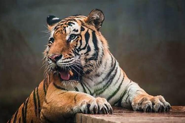 男属猴192年生五月的猴男生好吗。