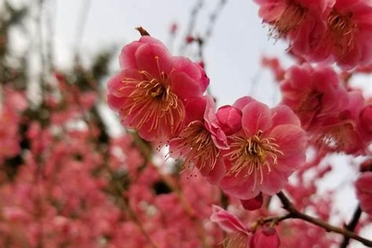我是1995年3月15日出生的 女生 我的幸运花是什么 它的花语