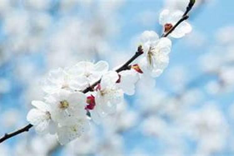 112月的幸运花分别是什么？
