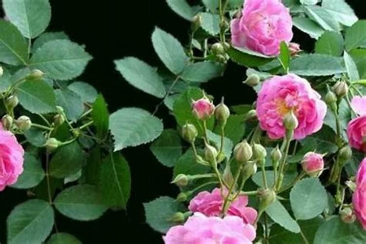 虎年结婚好不好 虎年结婚好吗