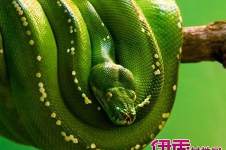 八字天干四个壬算带阳刃的命吗
