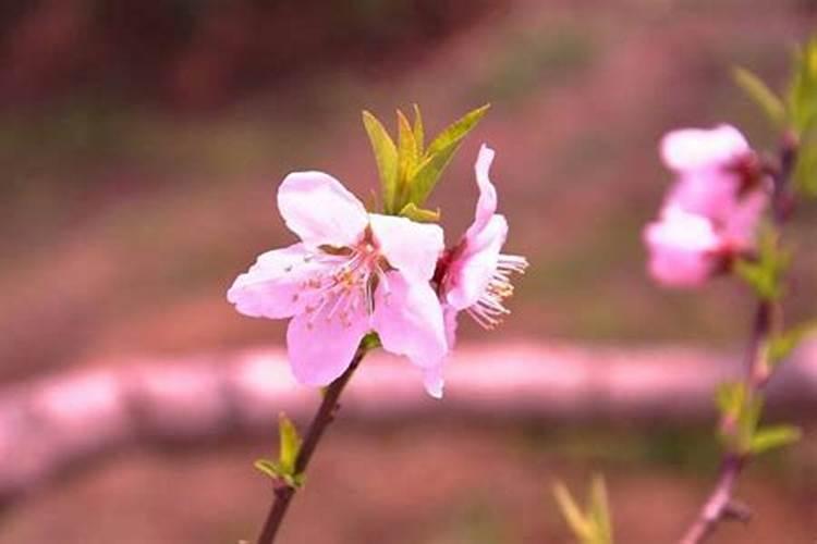 老公桃花劫出轨怎么化解