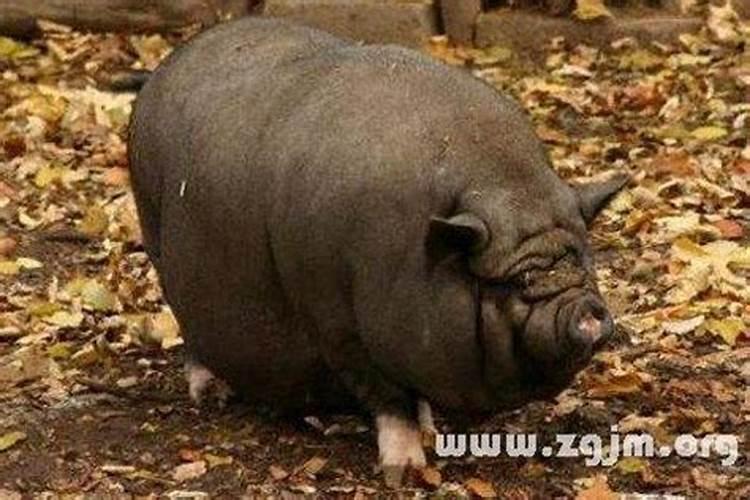 梦见自己吃蛇肉是什么意思？