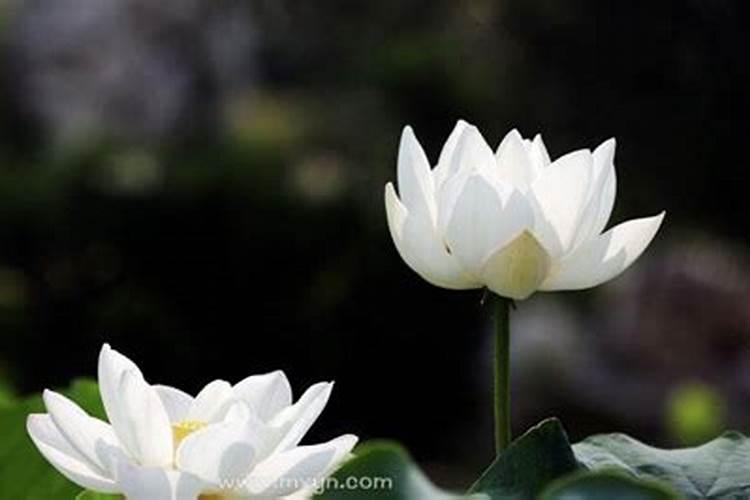 北京的春节有什么习俗