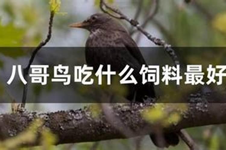 2025什么属相犯太岁或者冲太岁呢