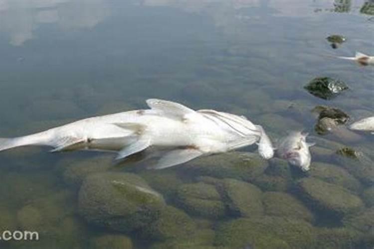 女人梦见死鱼什么预兆