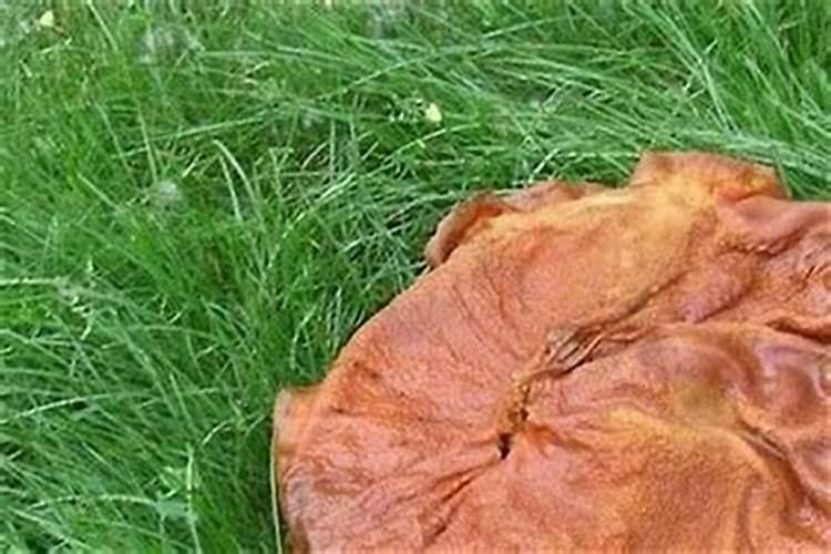 道长月台地址在哪里？