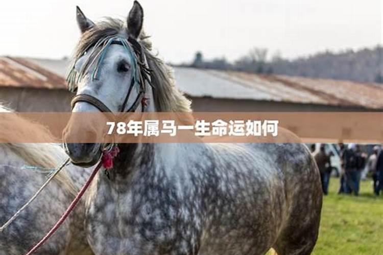 属马1978年46岁走大运 76年属马人46岁运势