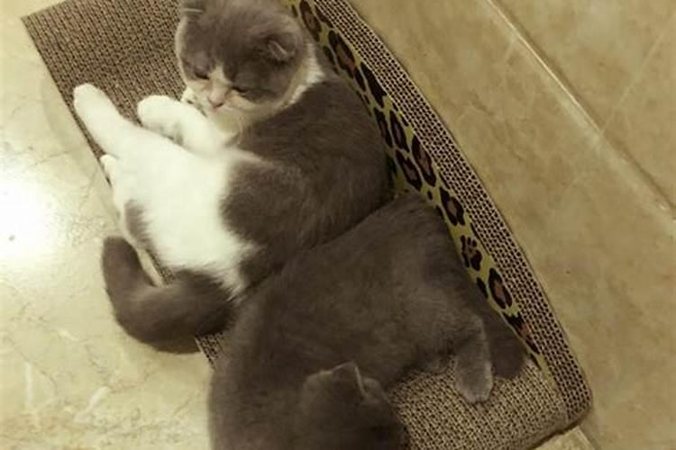 突然梦见自己家送人了的两只猫它们自己找回到家里了？