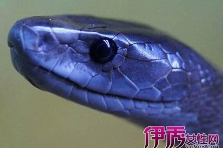 周公解梦男人梦见蛇预示着什么,梦见蛇的七大预兆