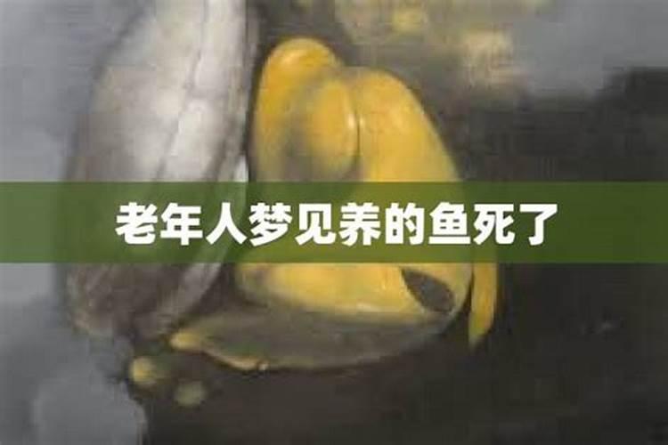 梦到鱼死了是什么预兆