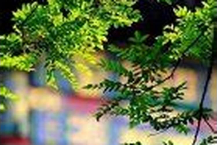 女人梦见水牛是胎梦吗,备孕中梦见牛是胎梦吗