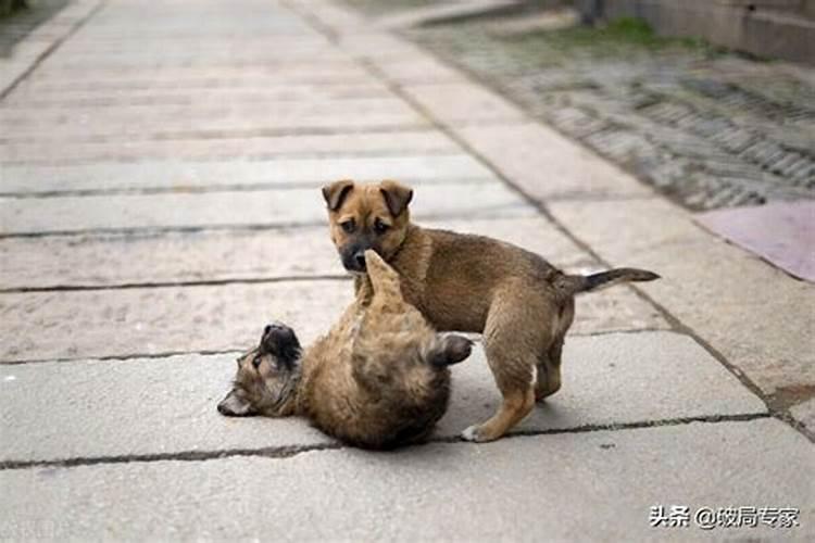 为什么狗养久了会邪门