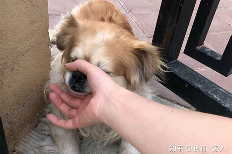属猴的养什么狗最旺