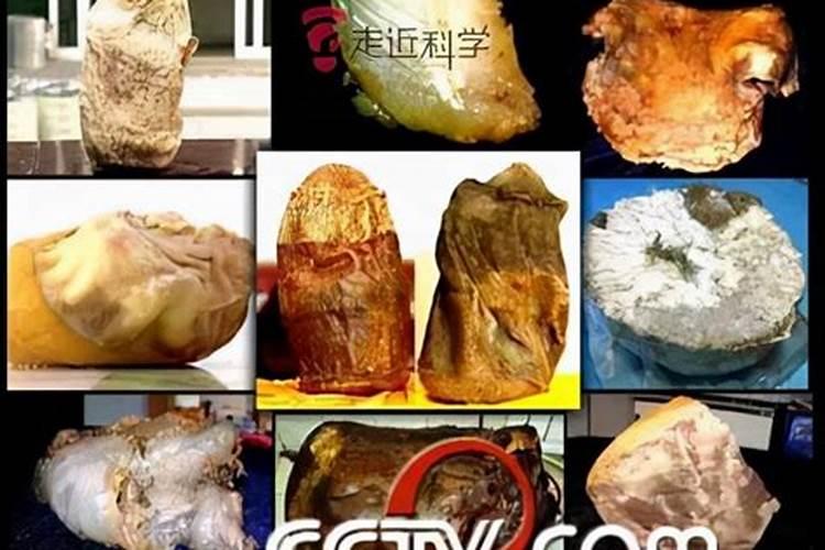 形似显灵真太岁是什么动物？