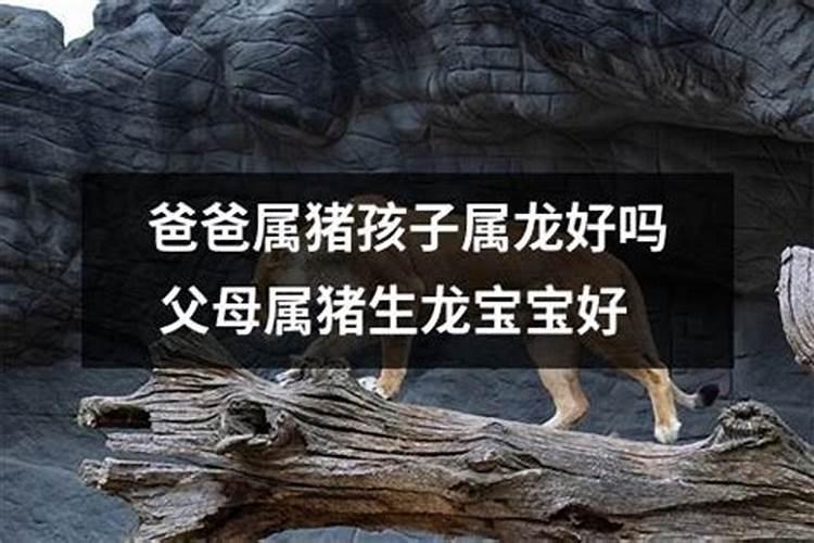 属猪的爸爸适合生属龙的宝宝吗 一生无忧无虑？