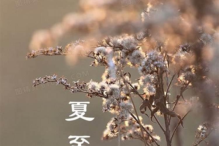 财神节天扔没睁眼睛的小狗好吗？