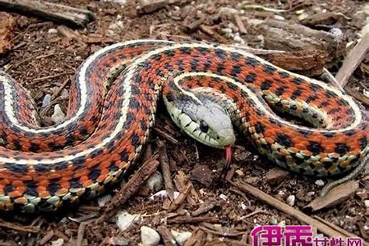 梦见蛇缠身被蛇咬