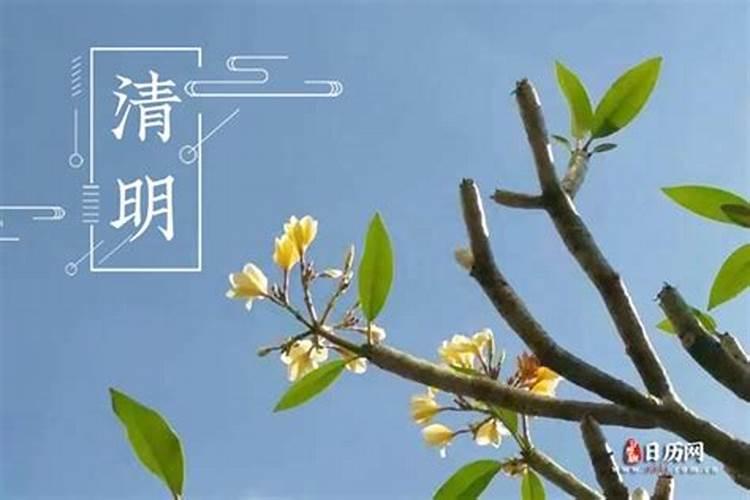霍山石斛最佳采摘是几年的