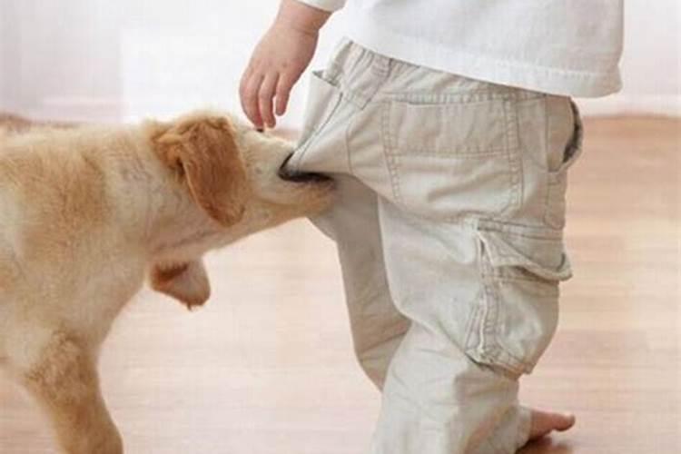 梦见狗咬自己的衣服是什么意思？