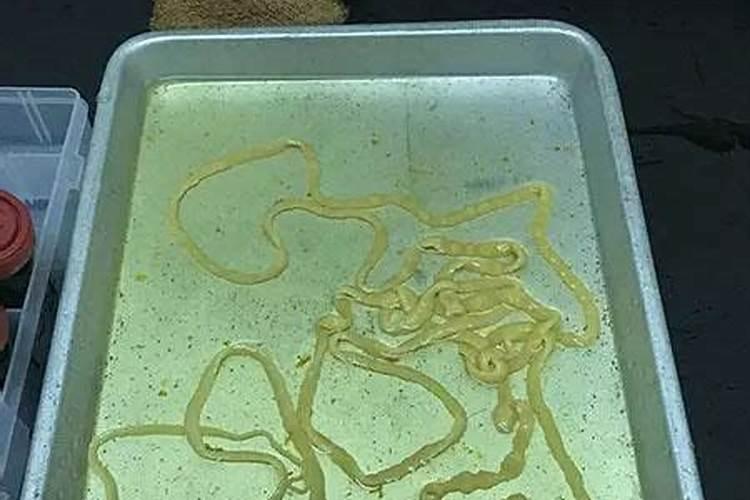 冬至为什么吃饺子,冬至吃饺子的由来