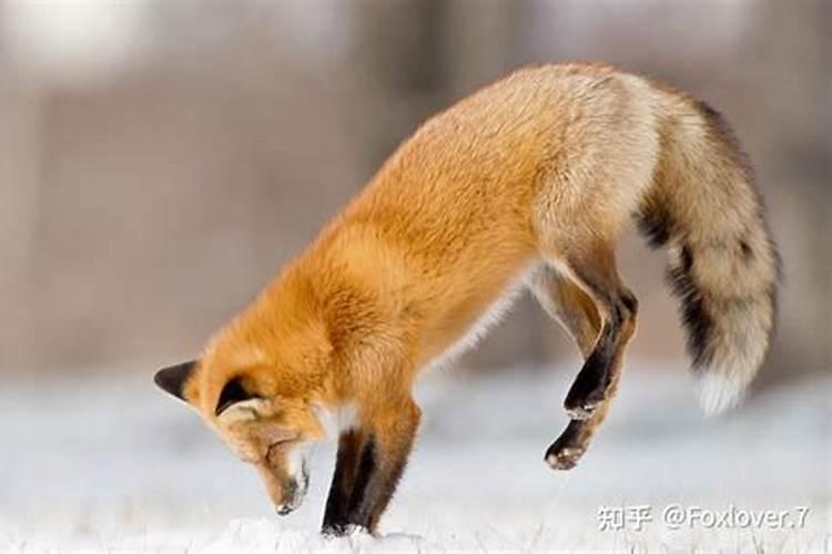 白天见到狐狸有什么预兆