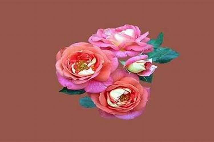 农历10月出生属猴人命好吗
