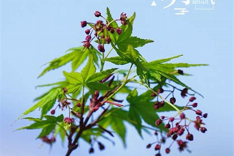 79年羊男2024年运势及运程每月运程五月运气