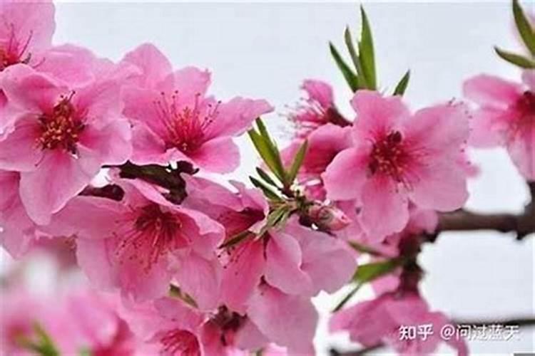 如何化解烂桃花？