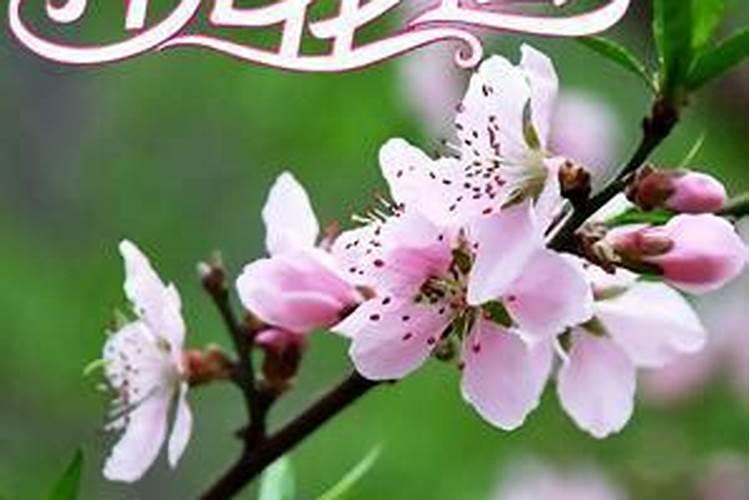 旺桃花催姻缘方法