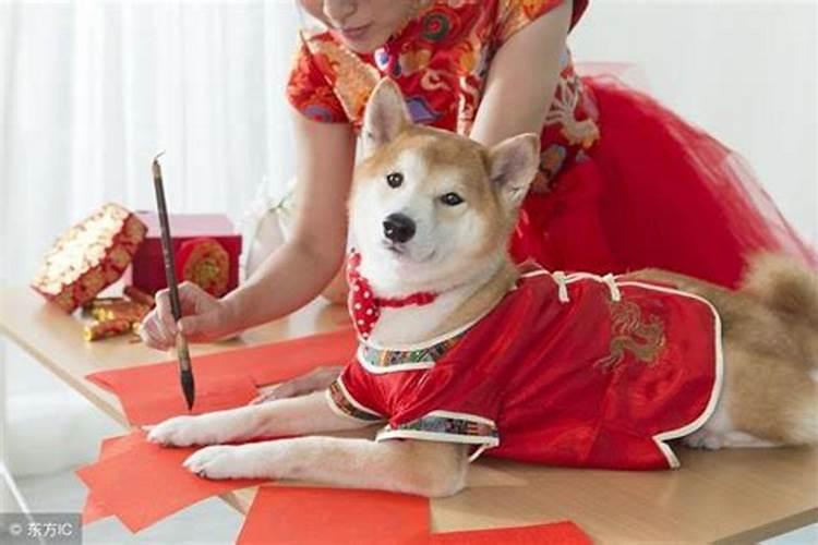 属狗女几月出生命不好属狗人命里最苦的出生月份