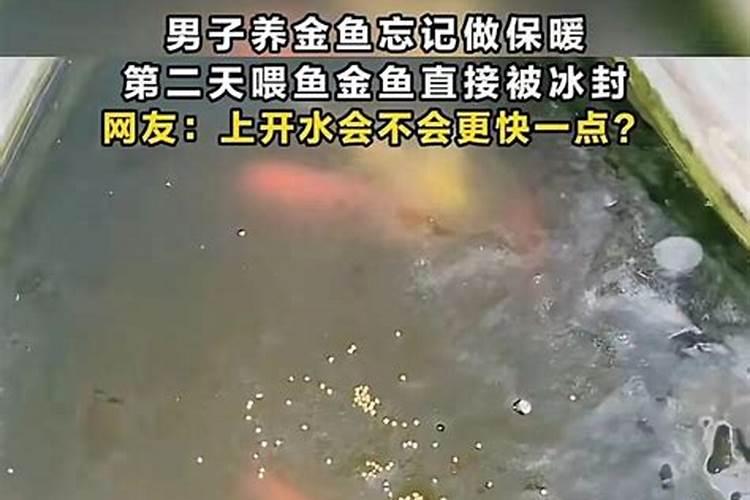 梦见水里有很多小鱼冻住了的预兆