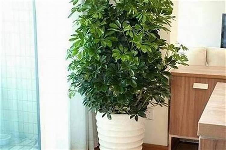 属龙和虎属相合不合 属龙和属虎生意上相合吗？