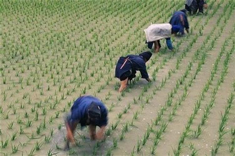 清明扫墓稻香村供品为什么一盘是4个,好多人说应是单数？