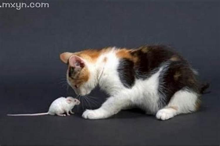 梦见猫逮老鼠的预兆