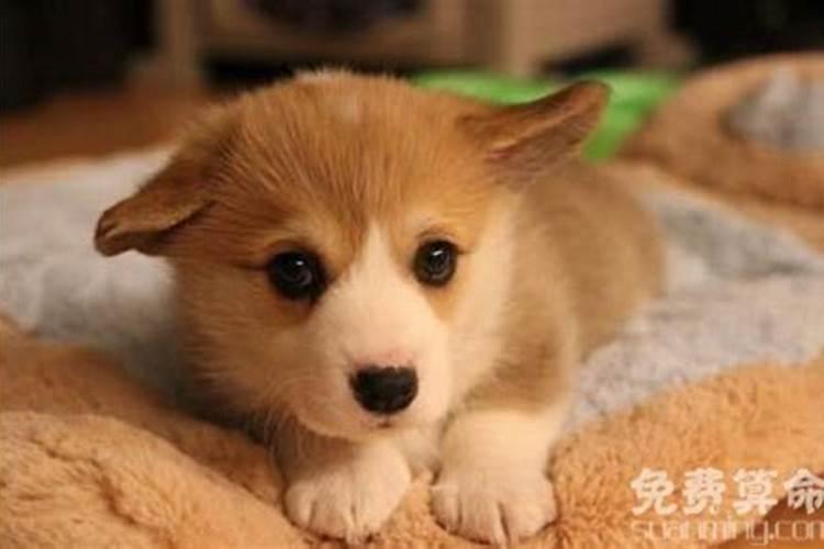 八字中的食伤代表着什么？