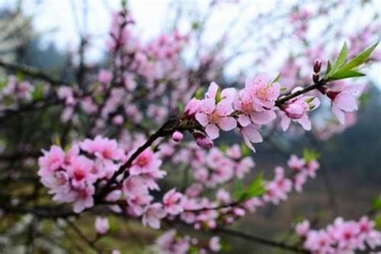 什么催桃花最旺财