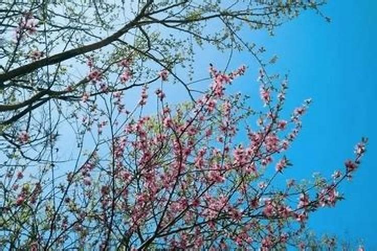 作文中秋节你是怎样度过的怎么写