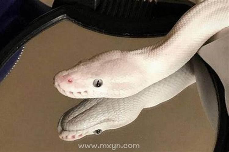 梦见小孩死了有复活是什么意思？