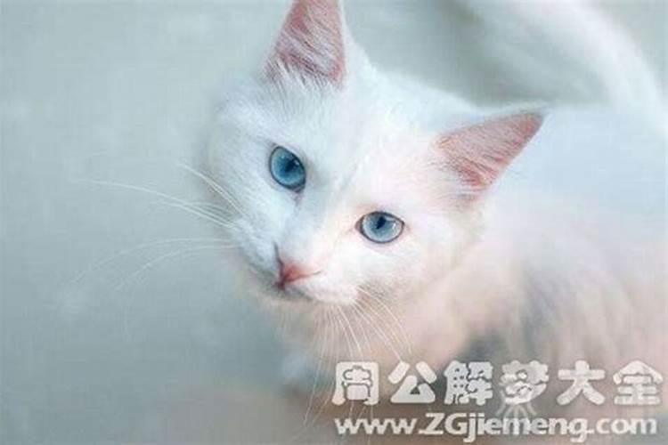 梦见很多白猫的预兆