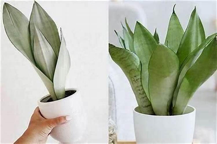 防小人应种什么植物
