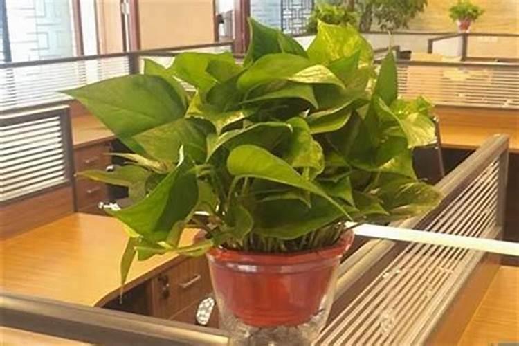 办公工位摆这些盆栽可以防小人