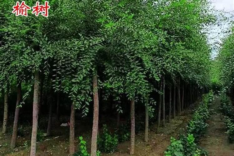 根据八字查结婚的日子,两人生辰八字怎么查询结婚日子？