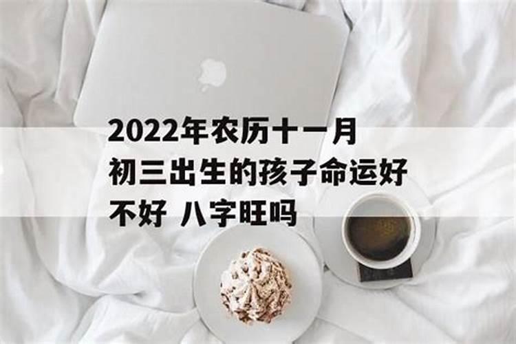 12生肖最合适养猫