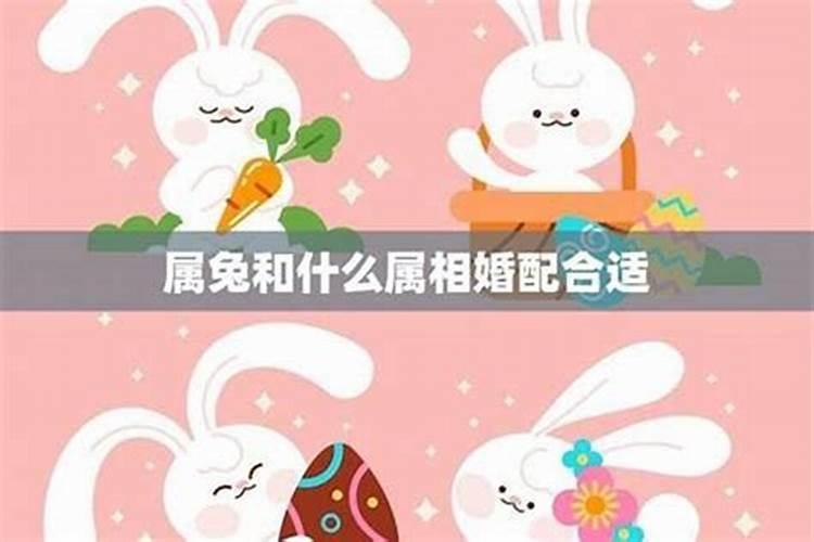 属兔的和属马的相配吗