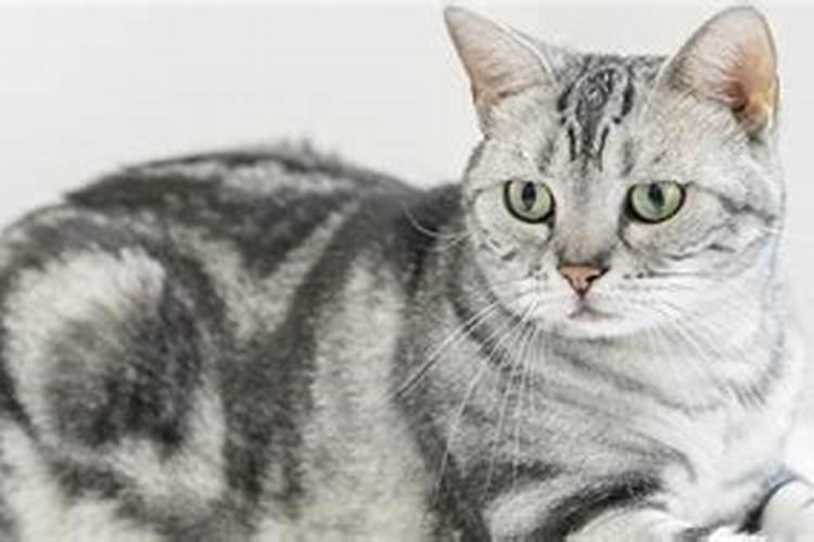 梦见猫往本人身上扑咬我